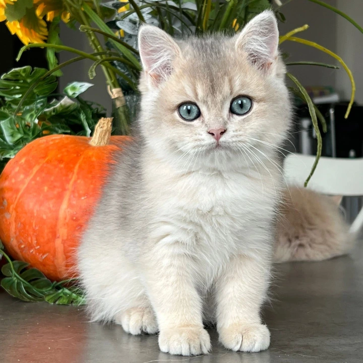 Martin British Shorthair Kittens | Kittens for sale. 