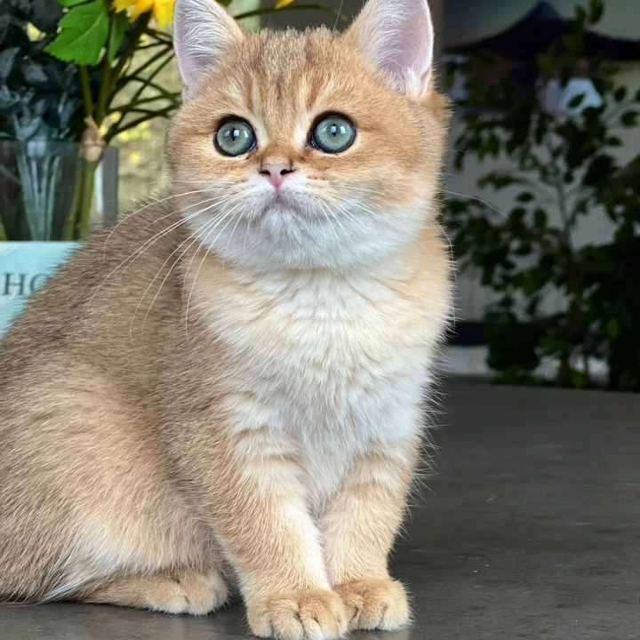 Monika British Shorthair Kittens | Large selection of kittens. 