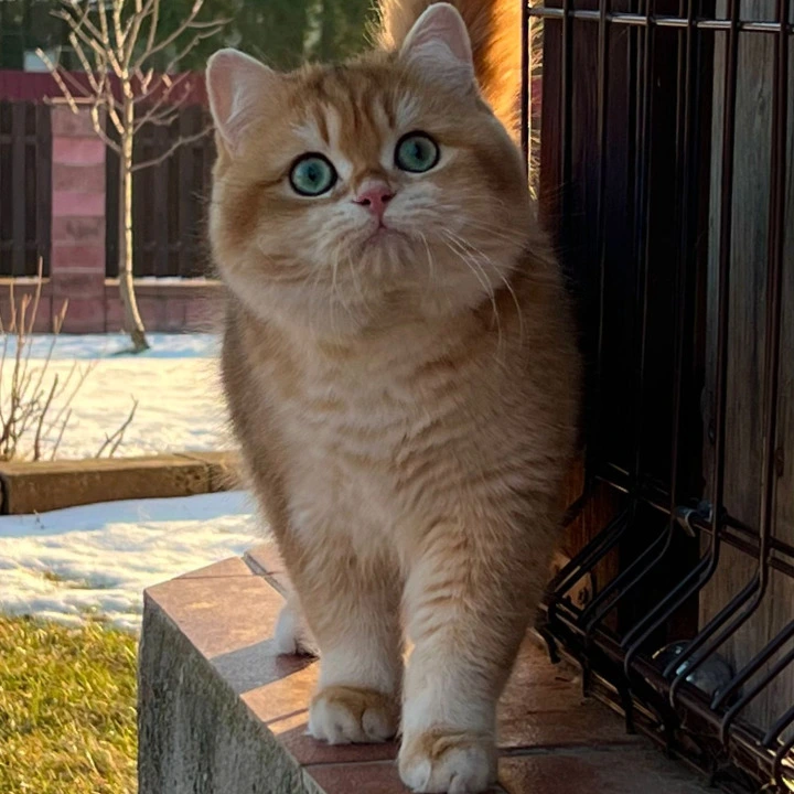 Monika British Shorthair Kittens | Large selection of kittens. 