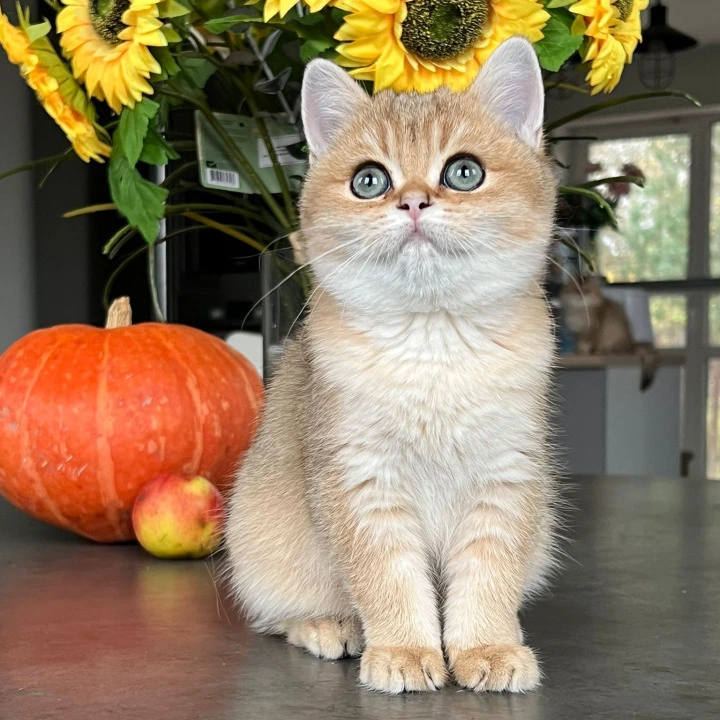 Monika British Shorthair Kittens | Large selection of kittens. 