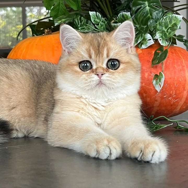 Kiki British Shorthair Kittens | Kitten for sale. 