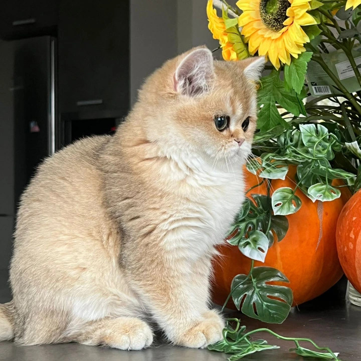 Kiki British Shorthair Kittens | Kitten for sale. 