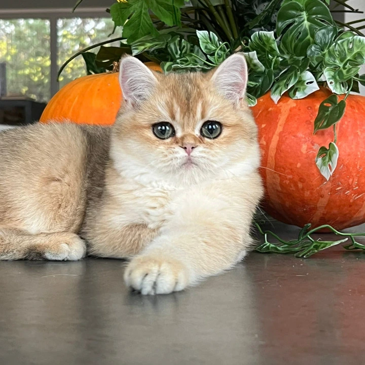 Kiki British Shorthair Kittens | Kitten for sale. 