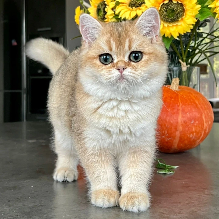 Kiki British Shorthair Kittens | Kitten for sale. 