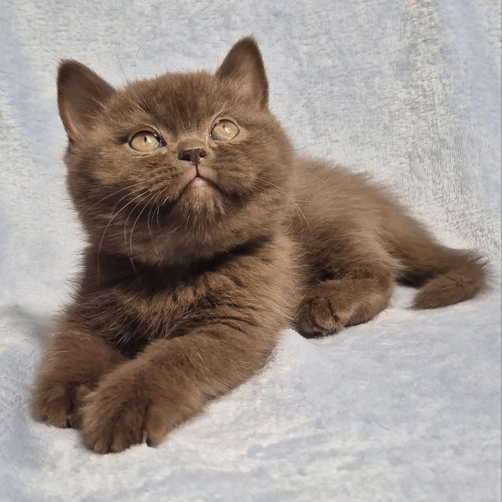 Karmina British Shorthair Kittens | Buy a kitten. 