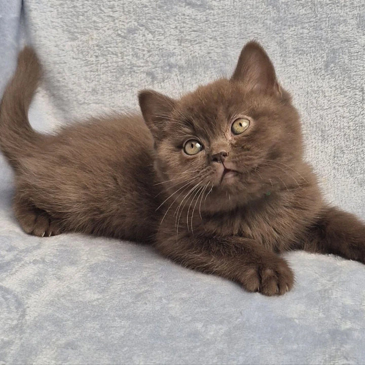 Karmina British Shorthair Kittens | Buy a kitten. 
