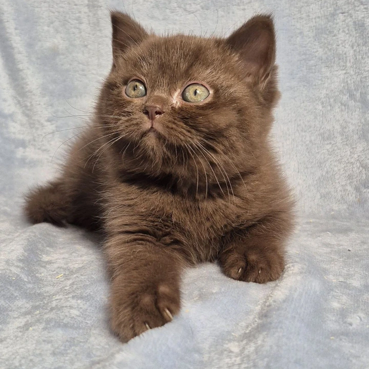 Karunt British Shorthair Kittens | Kittens for sale. 
