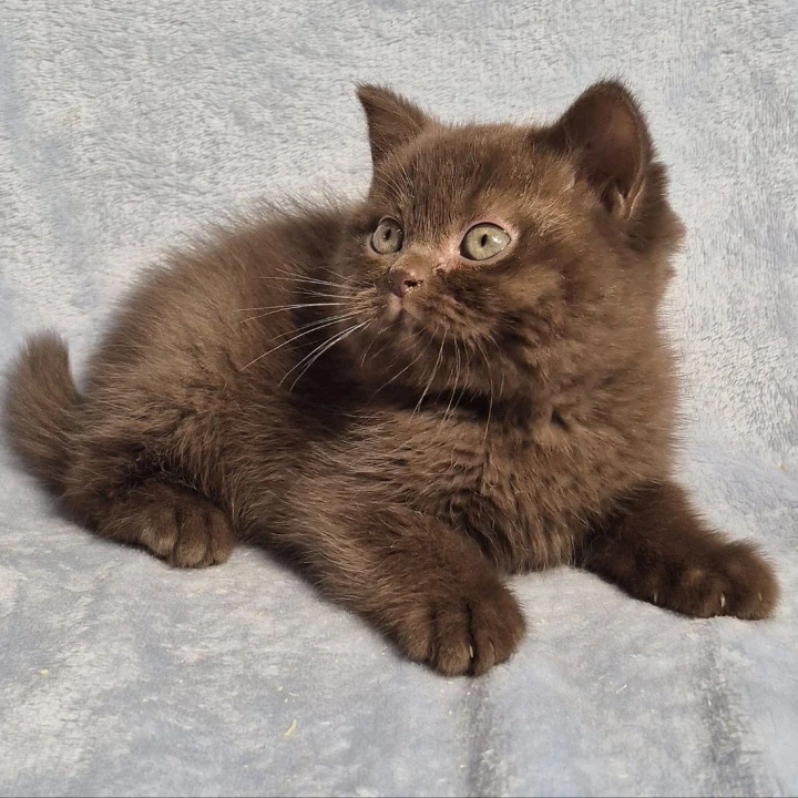 Karunt British Shorthair Kittens | Kittens for sale. 