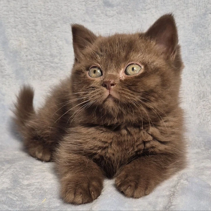 Karunt British Shorthair Kittens | Kittens for sale. 