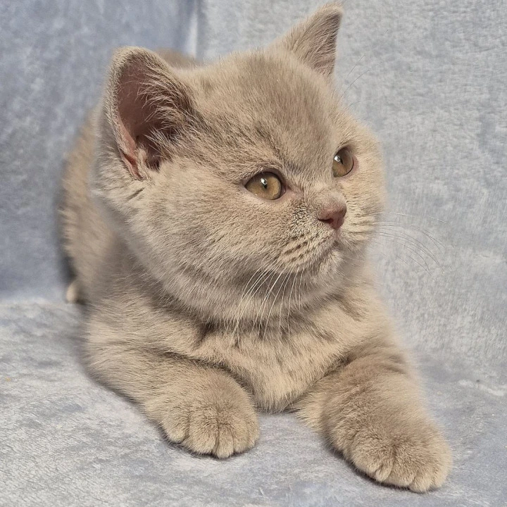 Jamaica British Shorthair Kittens | Buy a kitten. 