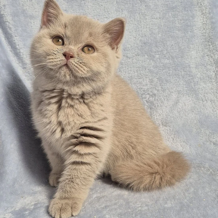 Jamaica British Shorthair Kittens | Buy a kitten. 