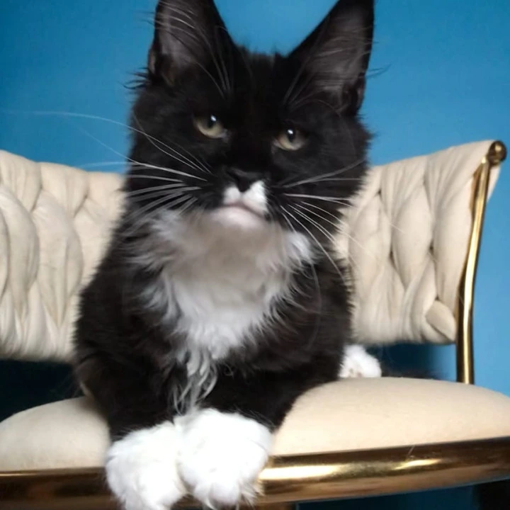 Paris Maine Coon Kittens | Kitten for sale. 