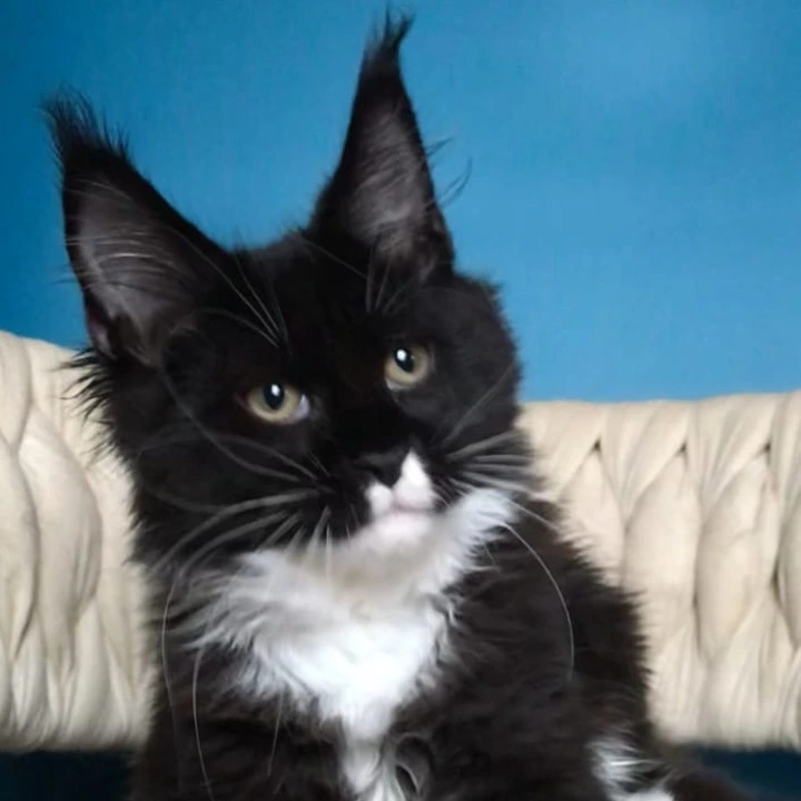 Paris Maine Coon Kittens | Kitten for sale. 