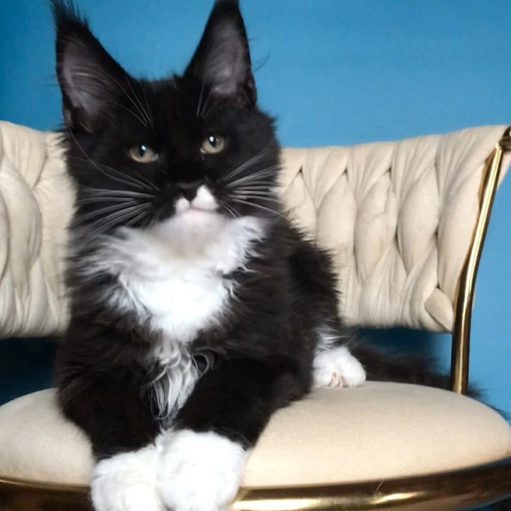 Paris Maine Coon Kittens | Kitten for sale. 