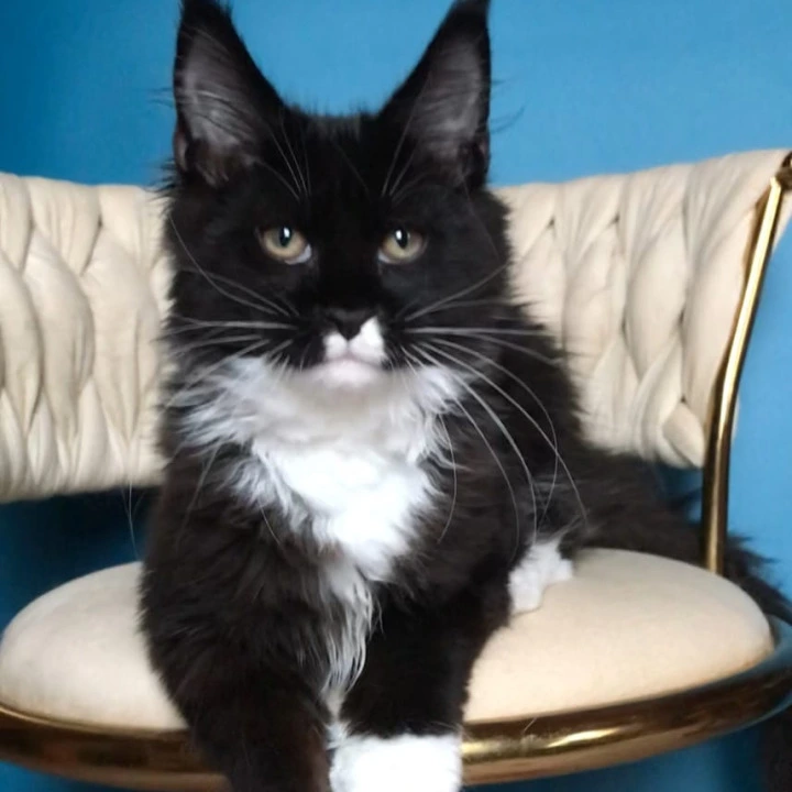 Paris Maine Coon Kittens | Kitten for sale. 