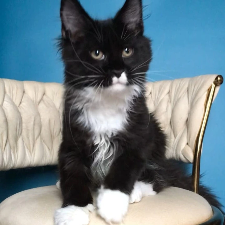 Paris Maine Coon Kittens | Kitten for sale. 