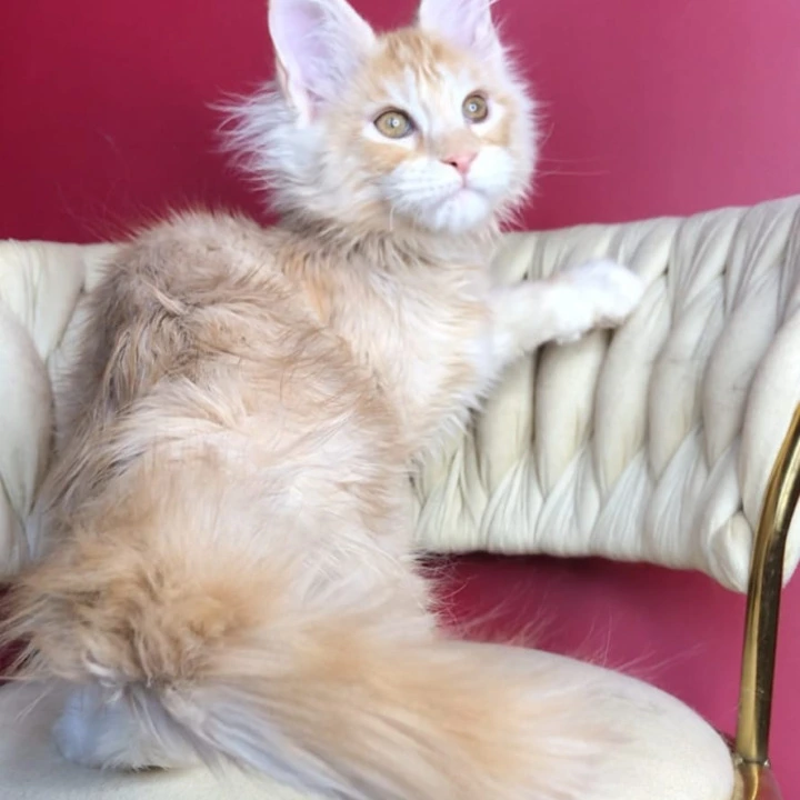 Prince Maine Coon Kittens | Kittens for sale. 