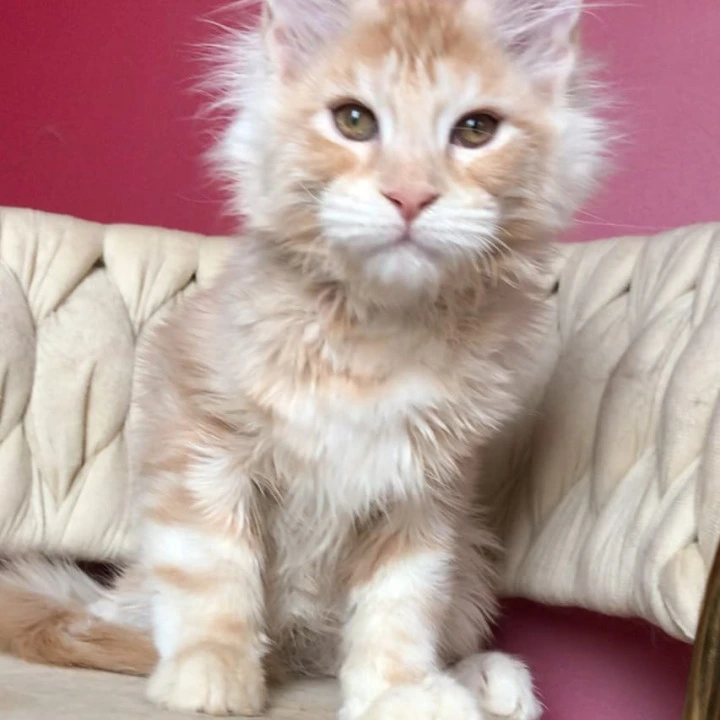 Prince Maine Coon Kittens | Kittens for sale. 