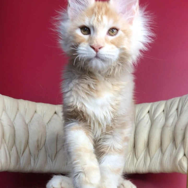 Prince Maine Coon Kittens | Kittens for sale. 