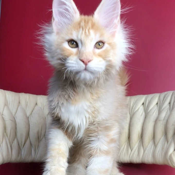 Prince Maine Coon Kittens | Kittens for sale. 