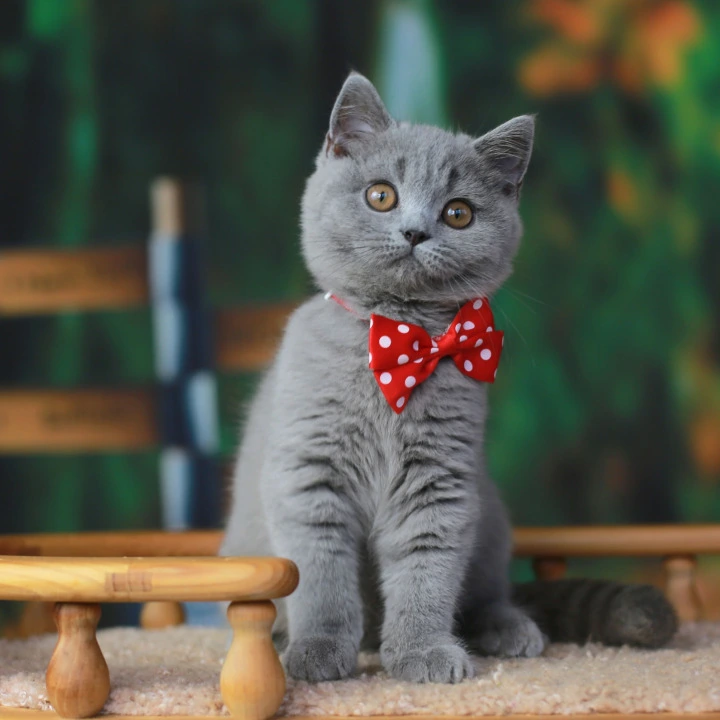 Yarik British Shorthair Kittens | Large selection of kittens.