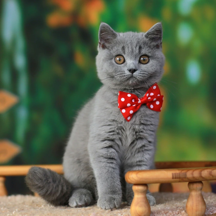 Yarik British Shorthair Kittens | Large selection of kittens.