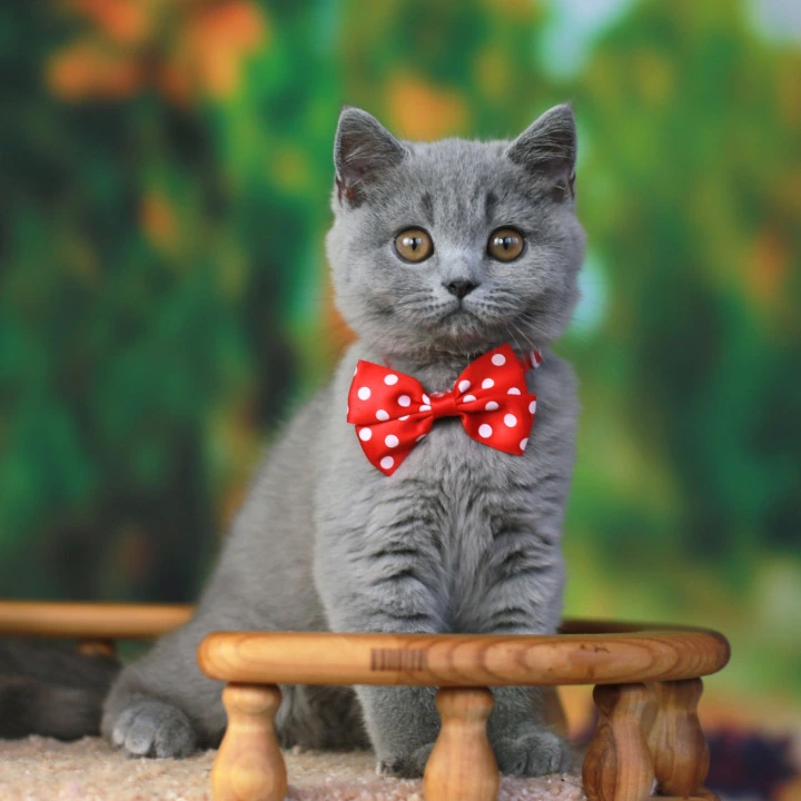 Yarik British Shorthair Kittens | Large selection of kittens.