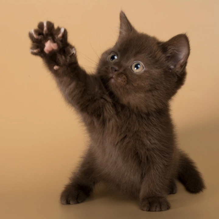 Heidi British Shorthair Kittens | Kittens for sale.