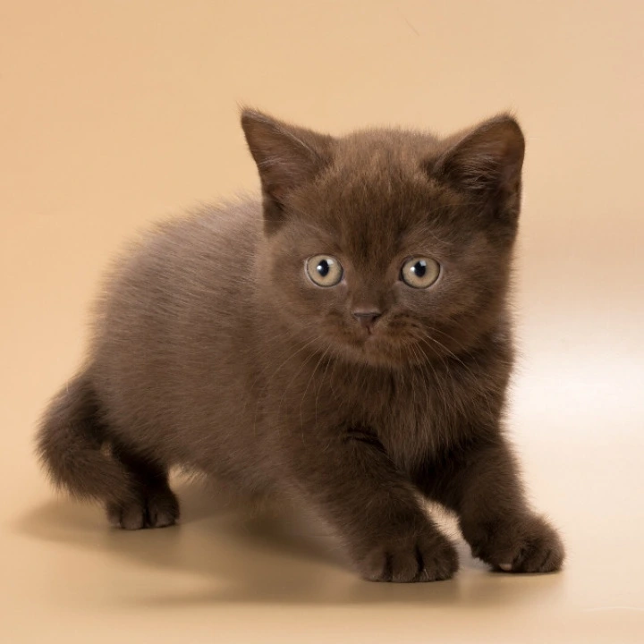 Heidi British Shorthair Kittens | Kittens for sale.