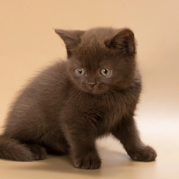 Heidi British Shorthair Kittens | Kittens for sale.