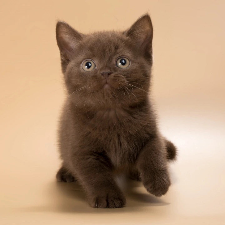 Heidi British Shorthair Kittens | Kittens for sale.
