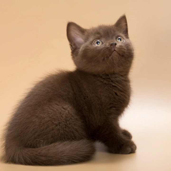 Heidi British Shorthair Kittens | Kittens for sale.