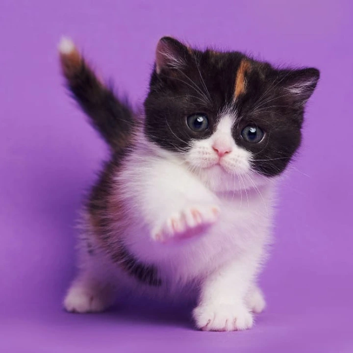 Zwilla British Shorthair Kittens | Large selection of kittens.