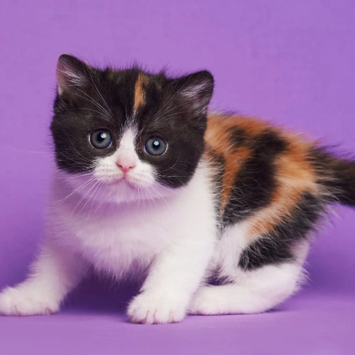 Zwilla British Shorthair Kittens | Large selection of kittens.