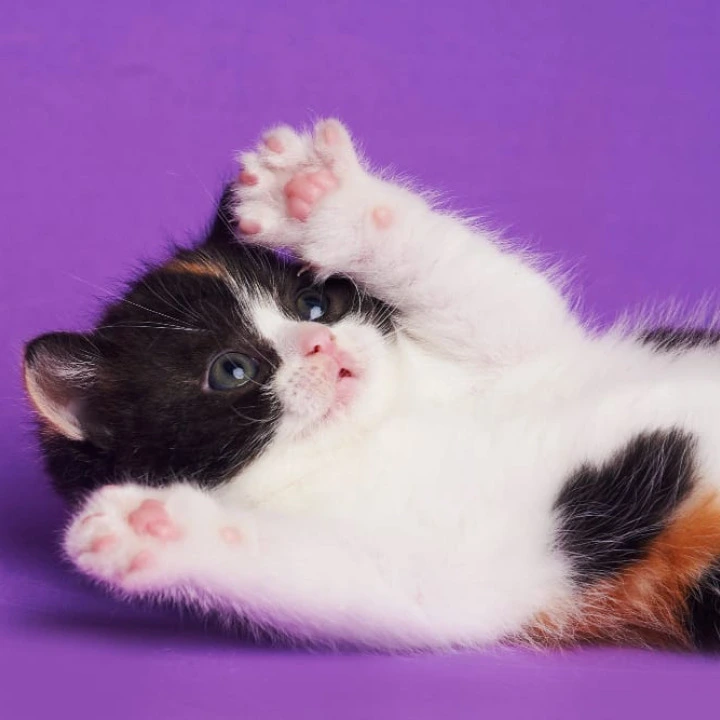 Zwilla British Shorthair Kittens | Large selection of kittens.