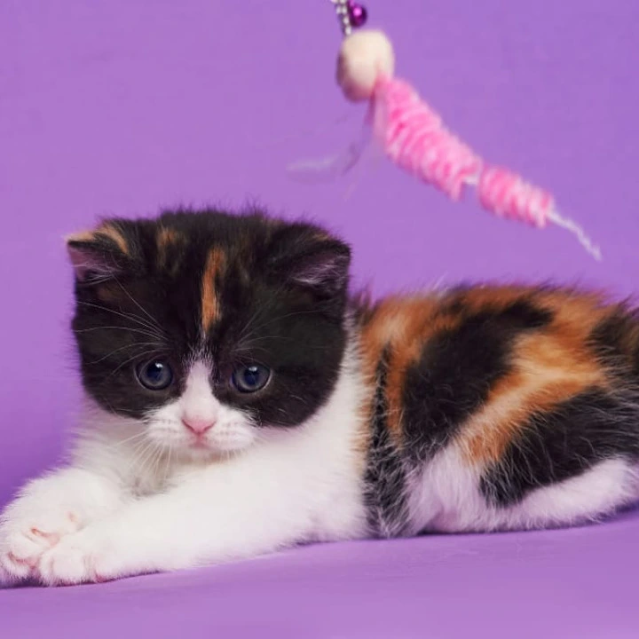 Zwilla British Shorthair Kittens | Large selection of kittens.