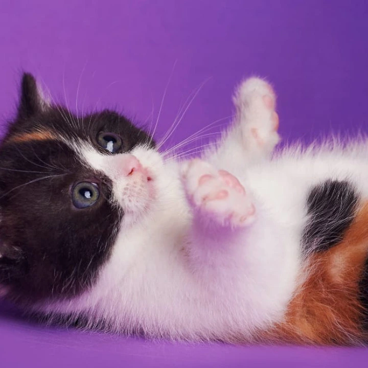 Zwilla British Shorthair Kittens | Large selection of kittens.