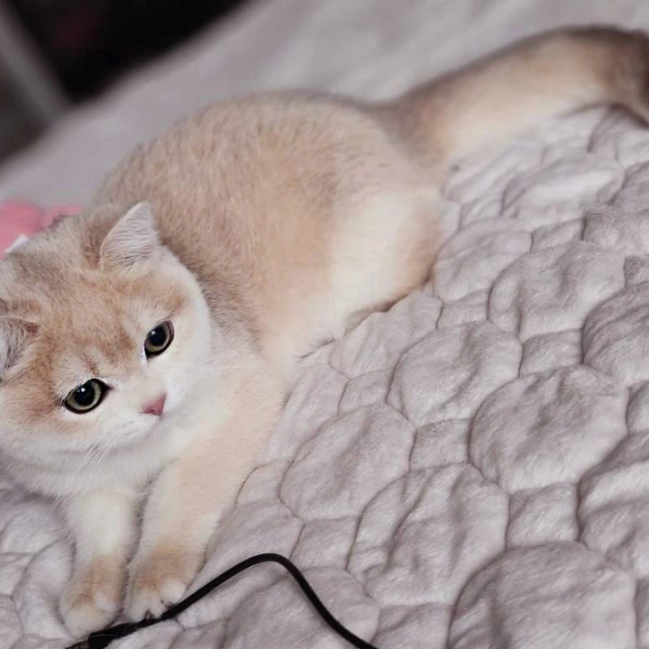 Sonik British Shorthair Kittens | Kittens for sale. 