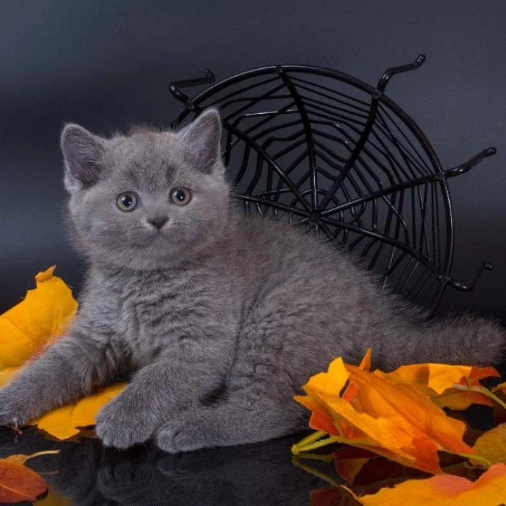 Indigo British Shorthair Kittens | Kitten for sale. 