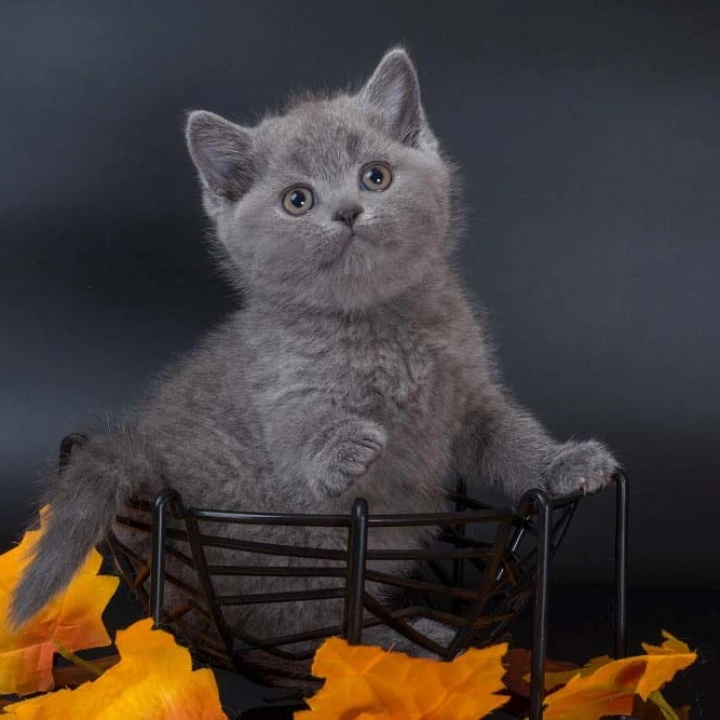 Indigo British Shorthair Kittens | Kitten for sale. 