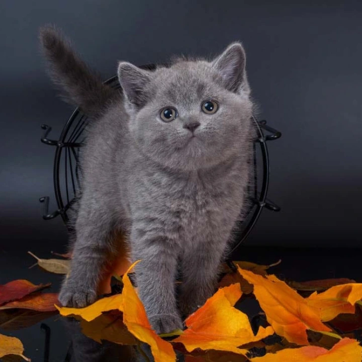 Indigo British Shorthair Kittens | Kitten for sale. 