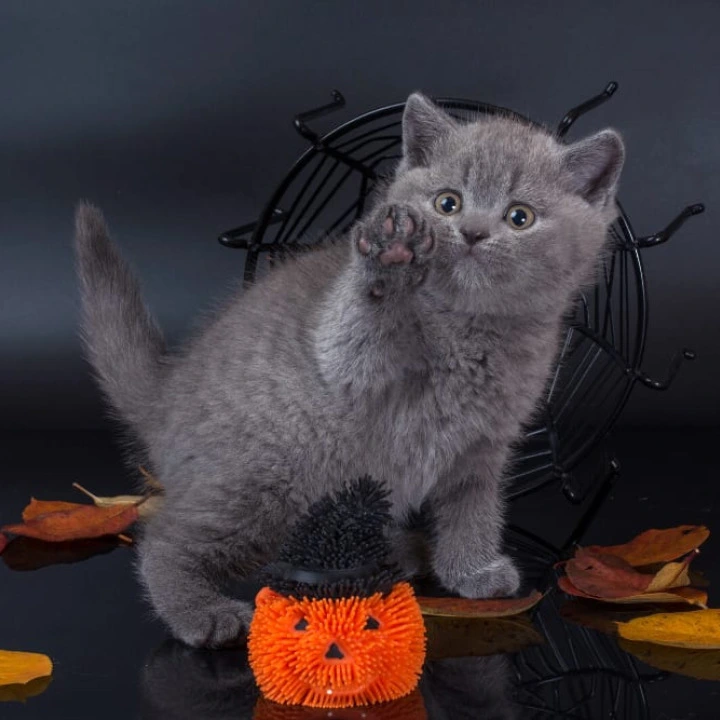 Isla British Shorthair Kittens | Kittens for sale. 