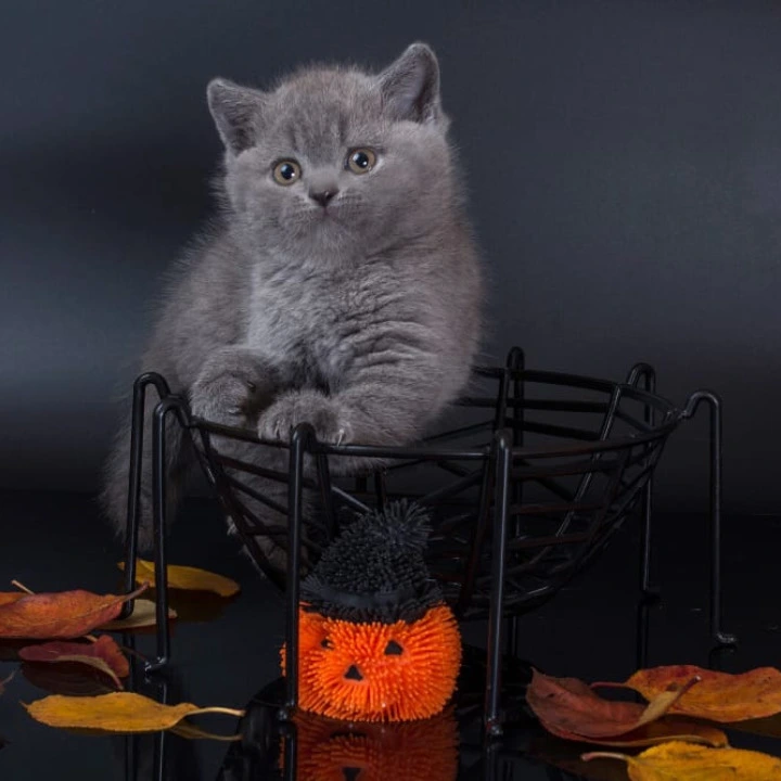 Isla British Shorthair Kittens | Kittens for sale. 