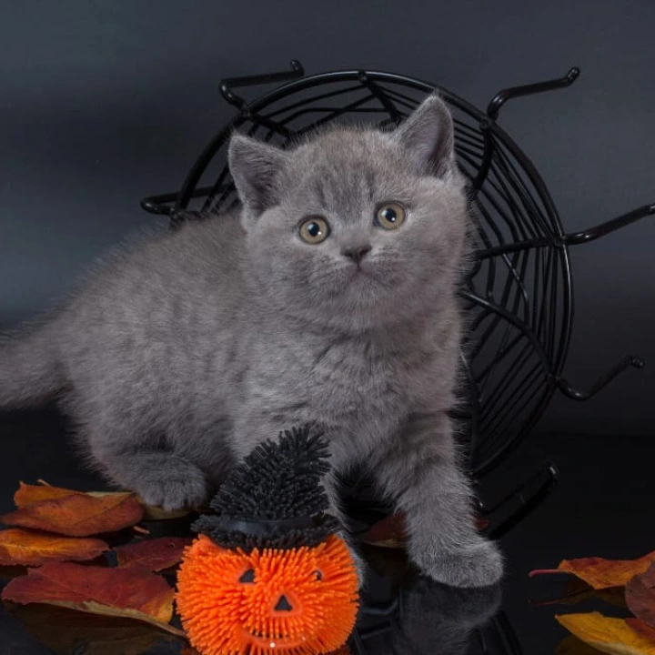 Isla British Shorthair Kittens | Kittens for sale. 