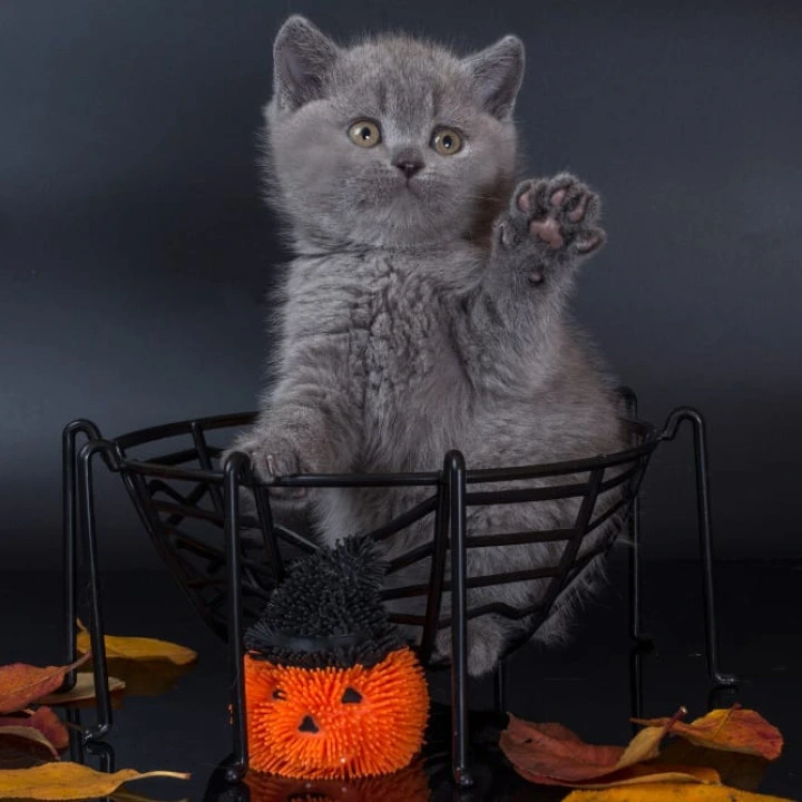 Isla British Shorthair Kittens | Kittens for sale. 