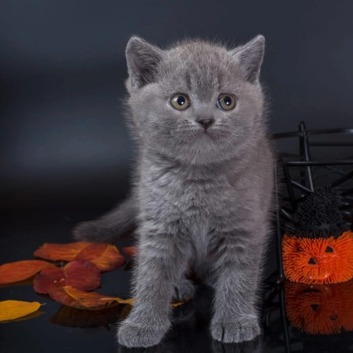 Isla British Shorthair Kittens | Kittens for sale. 