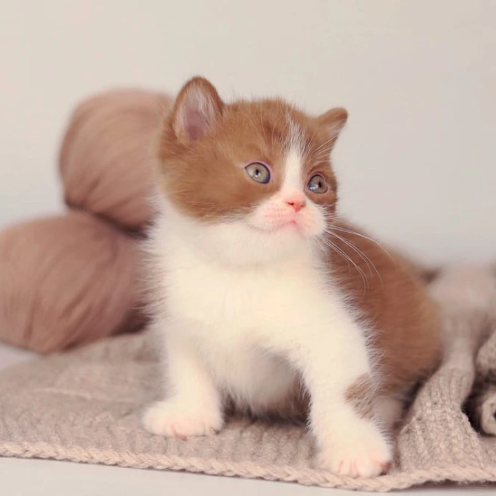 Apollo British Shorthair Kittens | Buy a kitten. 