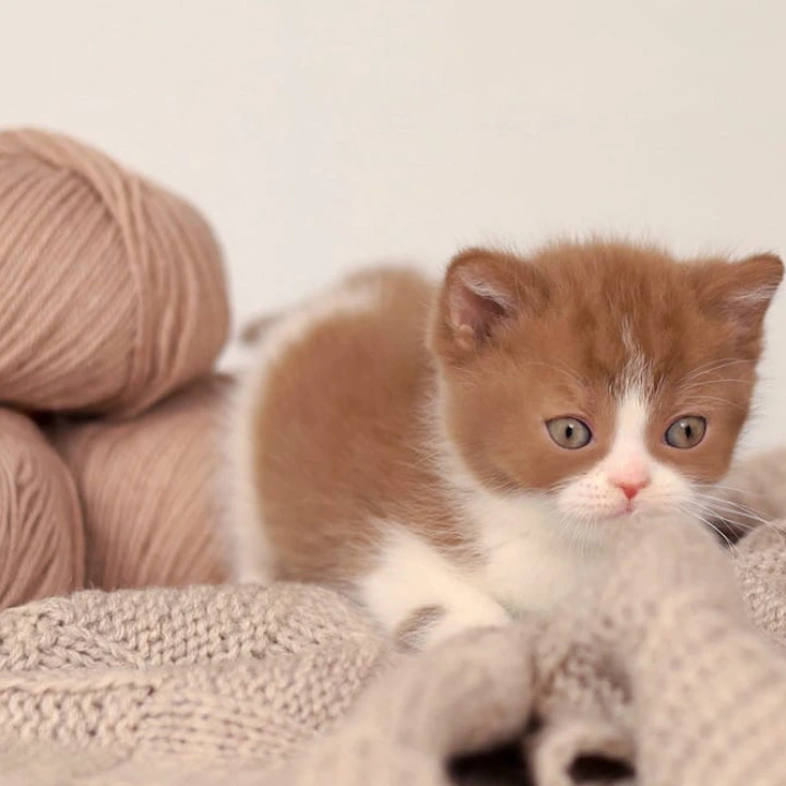 Apollo British Shorthair Kittens | Buy a kitten. 