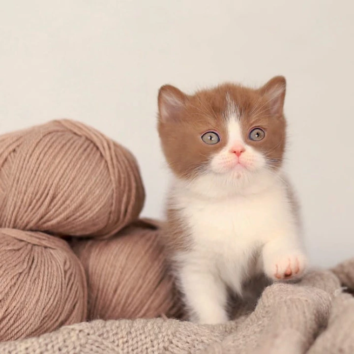 Apollo British Shorthair Kittens | Buy a kitten. 