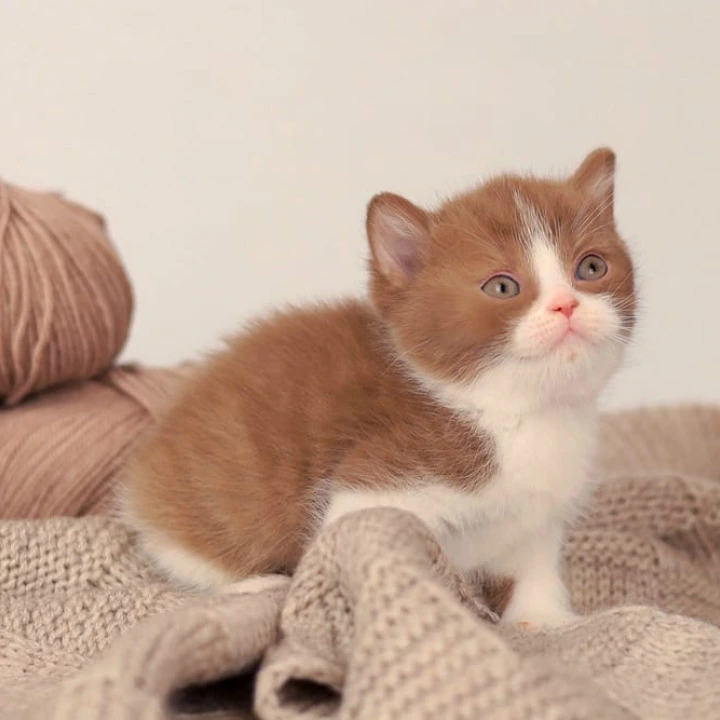 Apollo British Shorthair Kittens | Buy a kitten. 